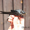 Barn Swallow
