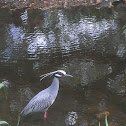 Yellow-Crowned Night Heron
