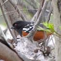 Spotted Towhee