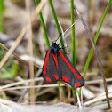 Cinnabar Moth