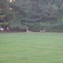 deer