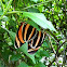 Orange Tiger