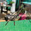 Dark Bush Cricket