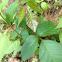Poison ivy