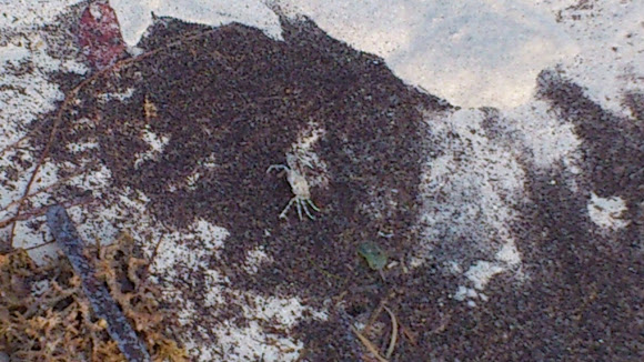 Spotting Image 1