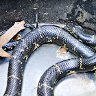 Eastern Kingsnake