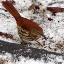 Brown Thrasher