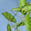 Stick bug
