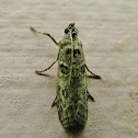 Moth