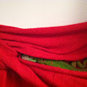 Iguana