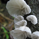 Campanella tristis