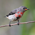 Mistletoe Bird (juv)