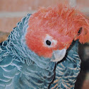 Gang Gang Cockatoo