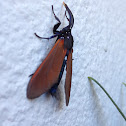 Spotted Oleander Moth
