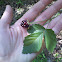 Wild black raspberry