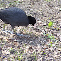 Eurasian Coot
