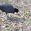 Eurasian Coot