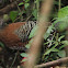 Siamese Fireback