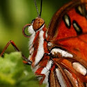 Gulf Fritillary