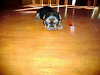 Hermosos Cachorros Yorkshire Pequenas Para Rese