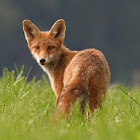 Red Fox