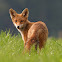 Red Fox