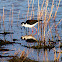 Black-necked Stilt