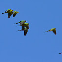 Nanday Conures