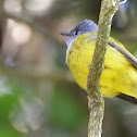Grey-headed Canary-flycatcher