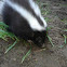 Hog-nosed Skunk