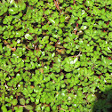 Plant Growing in Lake