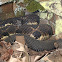 Timber Rattlesnake