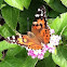 Painted Lady