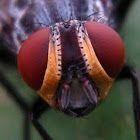 Domestic Fly