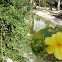 Jasminum meznyi. Jazmín amarillo