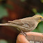 House Finch (yellow variant)