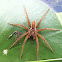 Six-spotted fishing spider