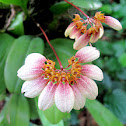 Bulbophyllum species Orchid