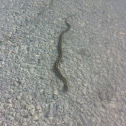 Common Garter Snake