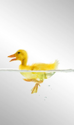 【免費個人化App】Swimming Duckling LivWallpaper-APP點子