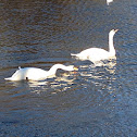 Mute swan