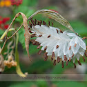 Milkweed