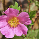 Pasture Rose