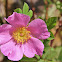 Pasture Rose