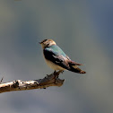 Violet-green Swallow