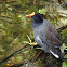 Common Gallinule