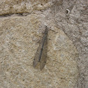 Antlions