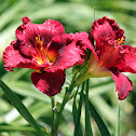 Daylily 'Santa's Little Helper'