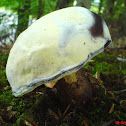 bolete eater