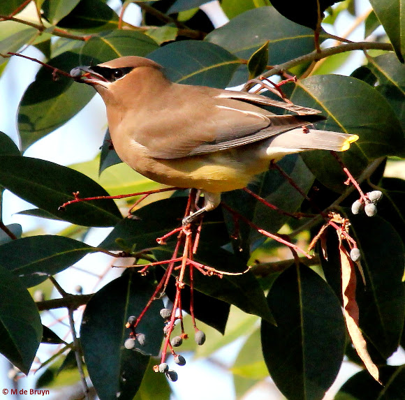 Spotting Image 1